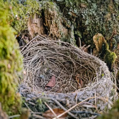 Empty Nest Syndrome: A Journey of Rediscovery